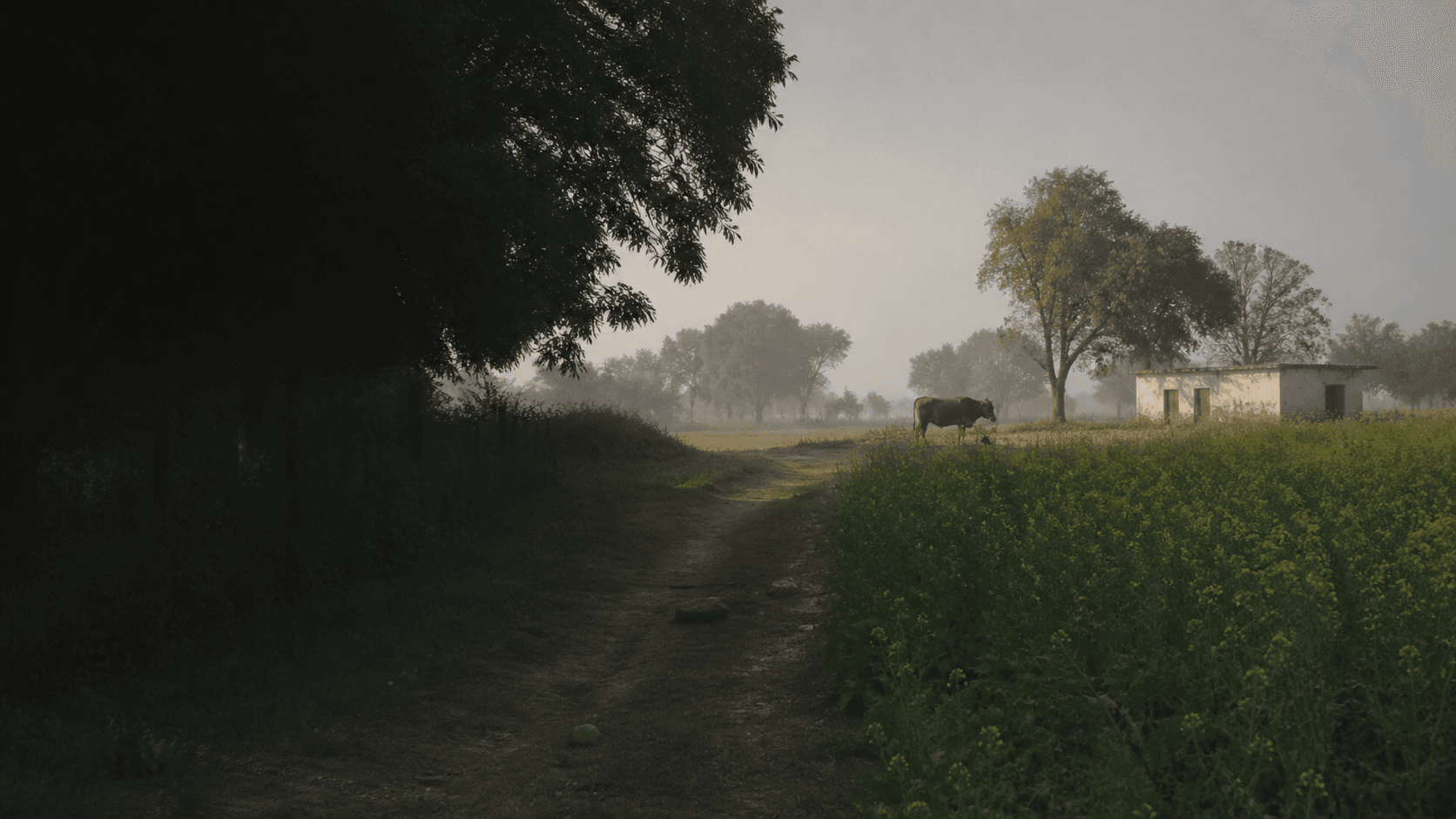 Organic Jaipur farm in Jaipur, Rajasthan